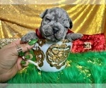 Small Photo #46 French Bulldog Puppy For Sale in HAYWARD, CA, USA