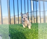 Small #2 French Bulldog