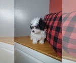Small Photo #9 Poodle (Miniature)-ShihPoo Mix Puppy For Sale in INDIANAPOLIS, IN, USA