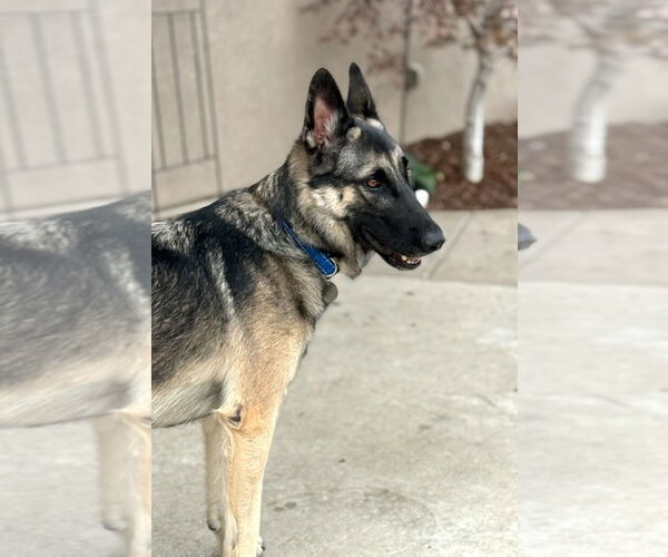 Medium Photo #7 German Shepherd Dog Puppy For Sale in Modesto, CA, USA