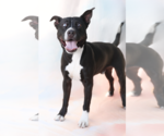 Small #1 Mutt