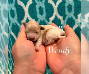 Maltipoo (Miniature) Puppy for sale in WINNSBORO, LA, USA