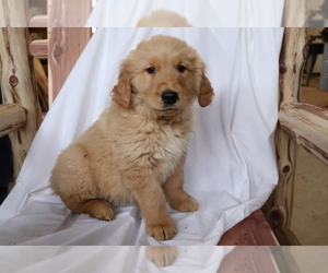 Golden Retriever Puppy for sale in SHILOH, OH, USA
