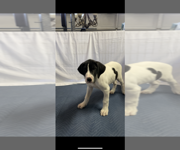 Medium Photo #2 Great Dane Puppy For Sale in FONTANA, CA, USA