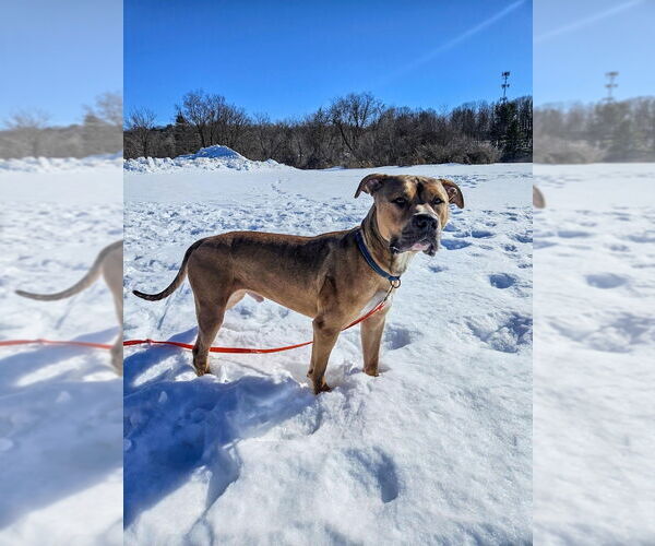 Medium Photo #14 Mutt Puppy For Sale in Gloversville, NY, USA