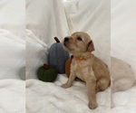 Small Photo #2 Goldendoodle Puppy For Sale in MODESTO, CA, USA