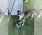 Small #4 American Pit Bull Terrier Mix