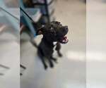 Small #4 Labrador Retriever Mix