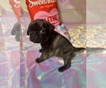 Small Photo #13 Pug Puppy For Sale in MOUNT WASHINGTON, KY, USA
