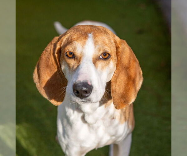 Medium Photo #1 Mutt Puppy For Sale in Hilton Head, SC, USA