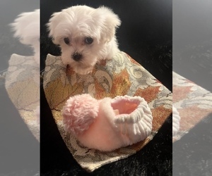 Maltese Puppy for sale in CROSSVILLE, TN, USA