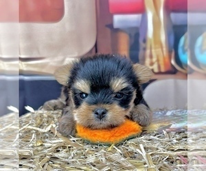 Goldendoodle Puppy for sale in CASSVILLE, MO, USA