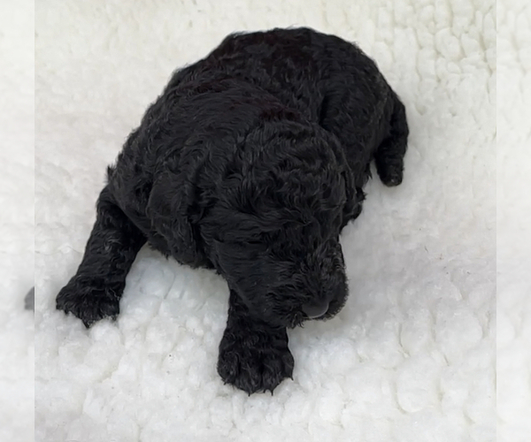 Medium Photo #5 Poodle (Standard) Puppy For Sale in COMMERCE, GA, USA