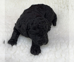 Small Photo #5 Poodle (Standard) Puppy For Sale in COMMERCE, GA, USA