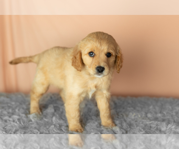 Medium Photo #4 Golden Cavadoodle Puppy For Sale in MILLERSBURG, IN, USA