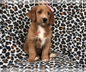 Labradoodle Puppy for sale in LAKELAND, FL, USA