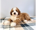 Small #4 Bernedoodle (Miniature)