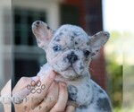 Small #4 French Bulldog