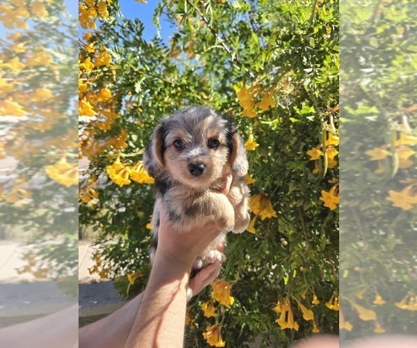 Medium Photo #1 Corgipoo Puppy For Sale in MARICOPA, AZ, USA