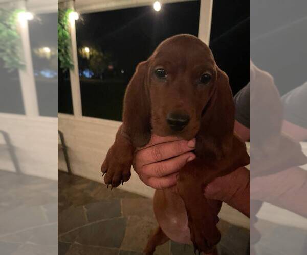 Medium Photo #1 Redbone Coonhound Puppy For Sale in PALATKA, FL, USA