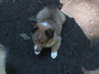Small Photo #1 Shetland Sheepdog Puppy For Sale in MAPLE FALLS, WA, USA