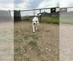Small #3 Australian Shepherd Mix