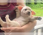 Image preview for Ad Listing. Nickname: Litter of 5