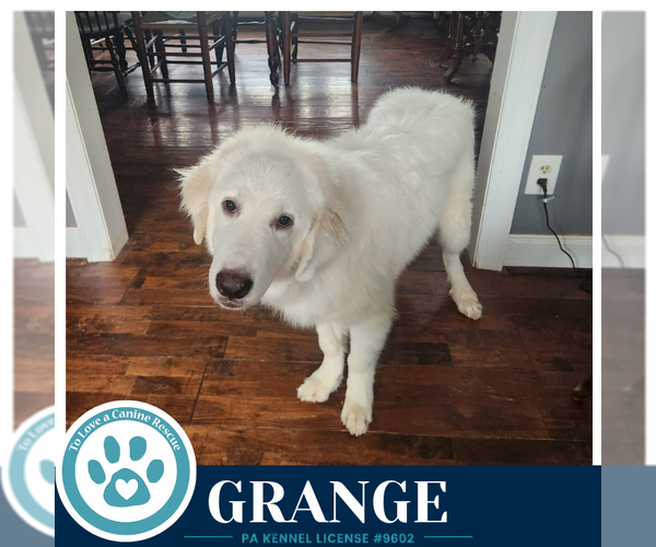 Medium Photo #2 Great Pyrenees Puppy For Sale in Kimberton, PA, USA