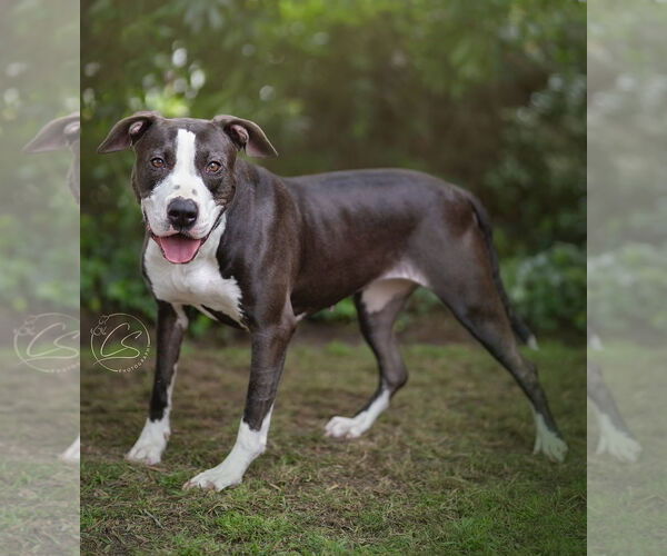 Medium Photo #4 Bull Terrier-Unknown Mix Puppy For Sale in Marina Del Rey, CA, USA