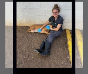 Aura - Female German Shepherd Dog Dog for Adoption - Photo #2