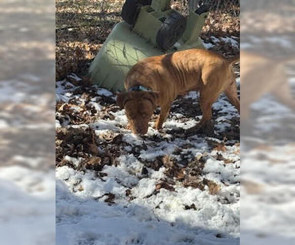 Medium Photo #10 American Pit Bull Terrier-Labrador Retriever Mix Puppy For Sale in Princeton, MN, USA