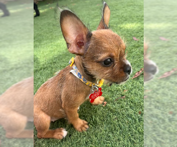Medium Photo #1 Chihuahua-Unknown Mix Puppy For Sale in San Diego, CA, USA