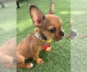 Chihuahua-Unknown Mix Dogs for adoption in San Diego, CA, USA
