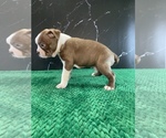 Small Photo #3 Boston Terrier Puppy For Sale in TULARE, CA, USA