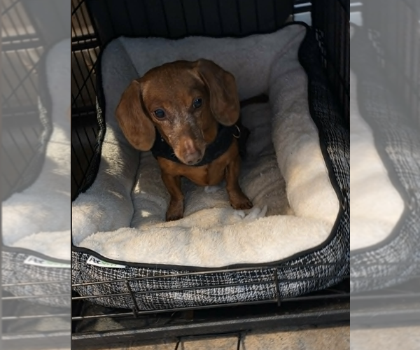 Medium Photo #3 Dachshund Puppy For Sale in Fruitland, SC, USA