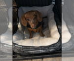 Small #2 Dachshund