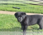 Small Photo #8 Golden Shepherd Puppy For Sale in HYATTSVILLE, MD, USA