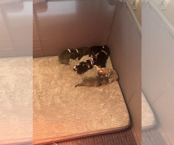 Medium Photo #1 Faux Frenchbo Bulldog Puppy For Sale in LUTZ, FL, USA