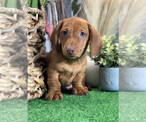 Medium Photo #7 Dachshund Puppy For Sale in CANOGA, NY, USA