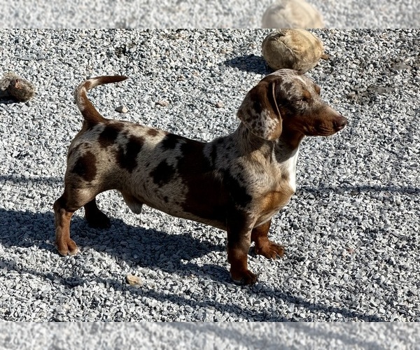 Medium Photo #1 Dachshund Puppy For Sale in CASSVILLE, MO, USA