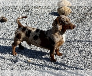 Dachshund Puppy for sale in CASSVILLE, MO, USA