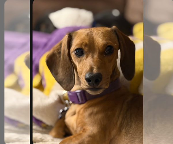 Medium Photo #1 Dachshund Puppy For Sale in Sioux Falls, SD, USA