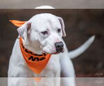 Small #8 American Staffordshire Terrier Mix