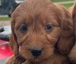 Puppy Puppy 2 Goldendoodle (Miniature)