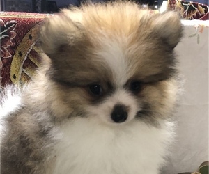 Pomeranian Puppy for sale in ANNISTON, AL, USA