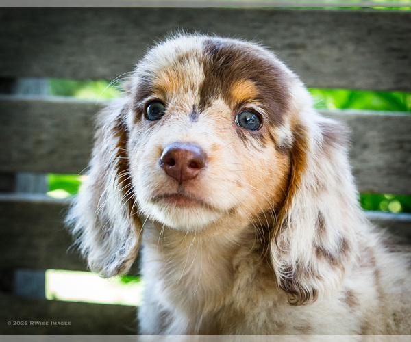 Medium Photo #2 Dachshund Puppy For Sale in WAKARUSA, IN, USA