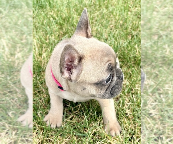 Medium Photo #5 French Bulldog Puppy For Sale in CANYON, TX, USA