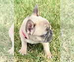 Small Photo #5 French Bulldog Puppy For Sale in CANYON, TX, USA