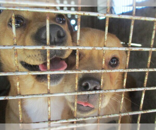 Medium Photo #1 Chihuahua Puppy For Sale in Ocala, FL, USA