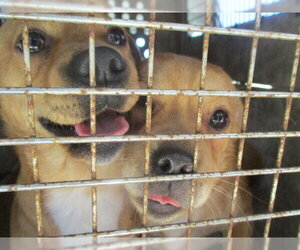 Chihuahua Dogs for adoption in Ocala, FL, USA